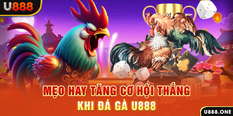 Mẹo hay tăng cơ hội thắng khi Đá Gà U888