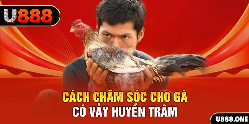 Cách chăm sóc cho gà có vảy Huyền Trâm