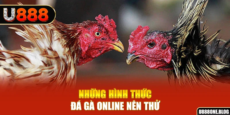 Những hình thức đá gà online nên thử